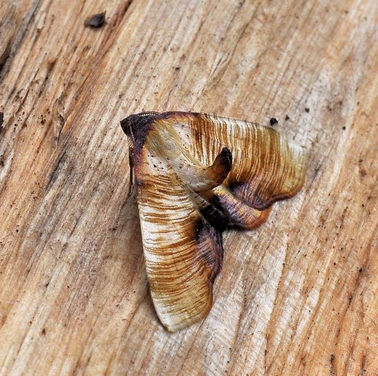 Plagodis dolabraria (Geometridae)