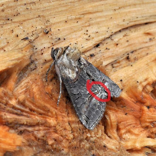 Noctuidae: Abrostola triplasia?... meglio Abrostola sp.