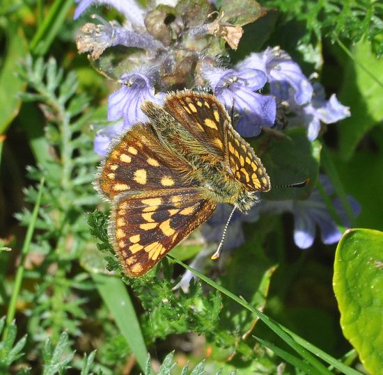 Carterocephalus palaemon (Hesperiidae)