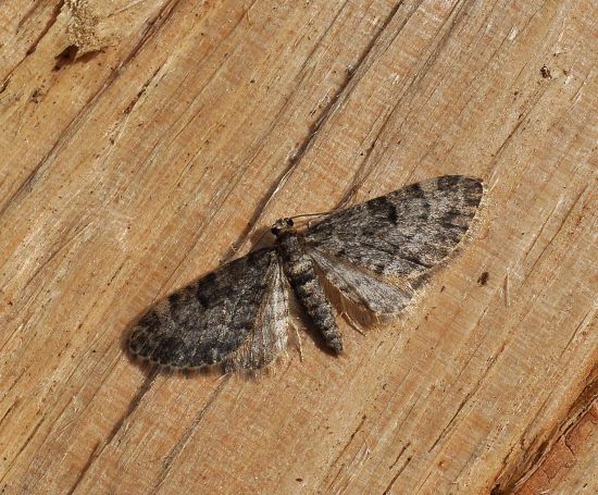 Gymnoscelis rufifasciata?