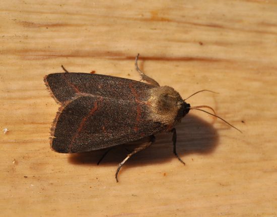 Noctuidae:  Mythimna turca 