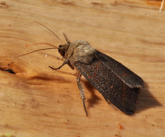 Noctuidae:  Mythimna turca 