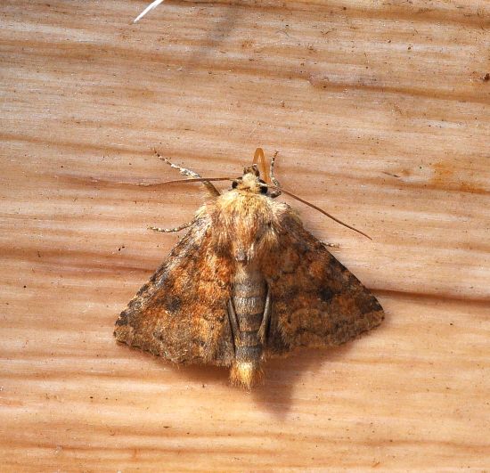 Noctuidae: Atypha pulmonaris ?   S !