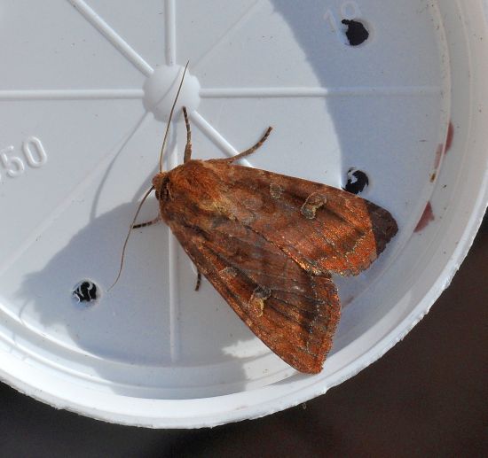 Lacanobia oleracea o splendens? L. splendes - Noctuidae