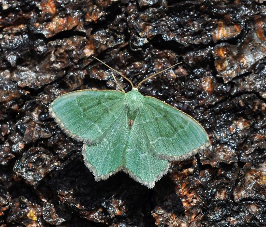 Hemithea aestivaria - Geometridae