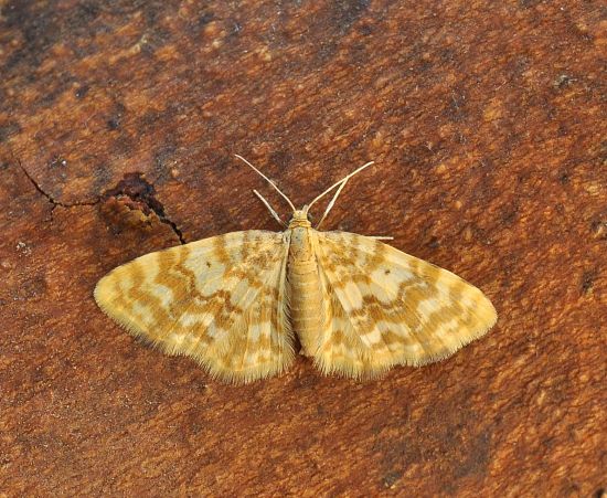 Hydrelia flammeolaria
