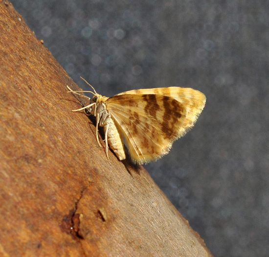 Hydrelia flammeolaria