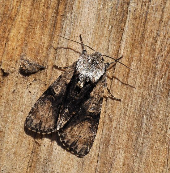 Acronicta alni