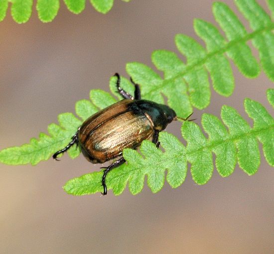 sono tutti uguali? S, Mimela junii, Rutelidae