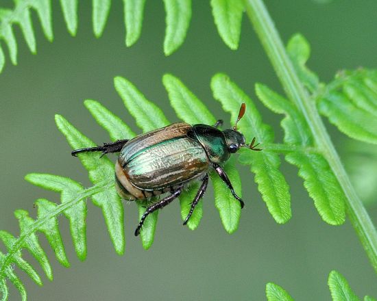 sono tutti uguali? S, Mimela junii, Rutelidae