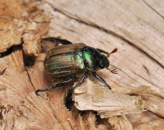 sono tutti uguali? S, Mimela junii, Rutelidae