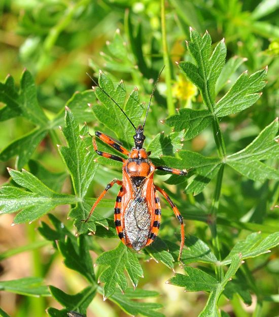 Reduviidae: Rhynocoris iracundus