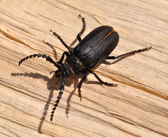 Cerambycidae: Prionus coriarius ?  S, maschio