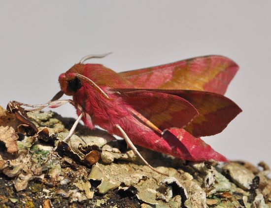 Deilephila porcellus - Sphingidae