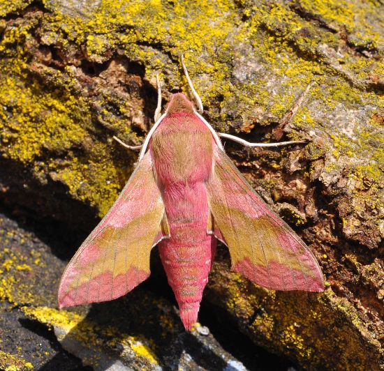 Deilephila porcellus - Sphingidae