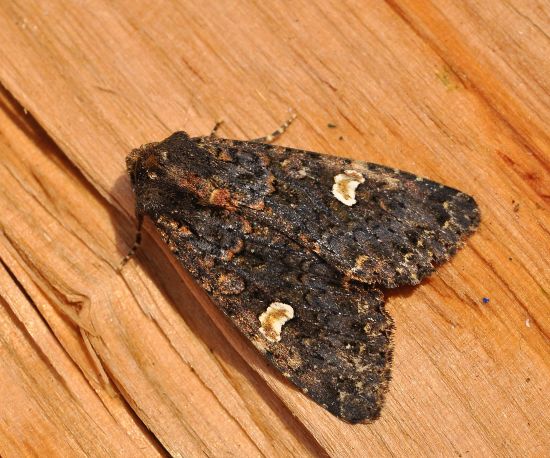 Melanchra persicariae (Noctuidae)