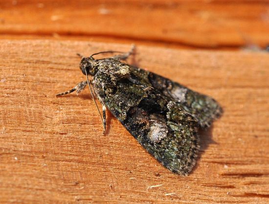 Noctuidae: Cryphia ochsi ?... Cryphia sp.