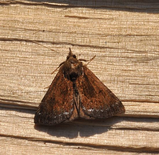 Erebidae: Hypena palpalis ? Hypena crassalis !