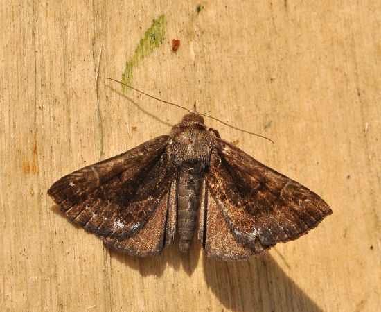 Erebidae: Hypena palpalis ? Hypena crassalis !