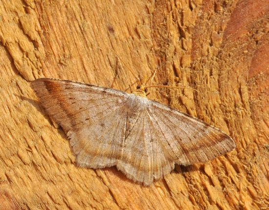 Geometridae: Macaria liturata ?  S !