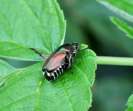 Popillia japonica, Rutelidae - nuovo alieno in Italia