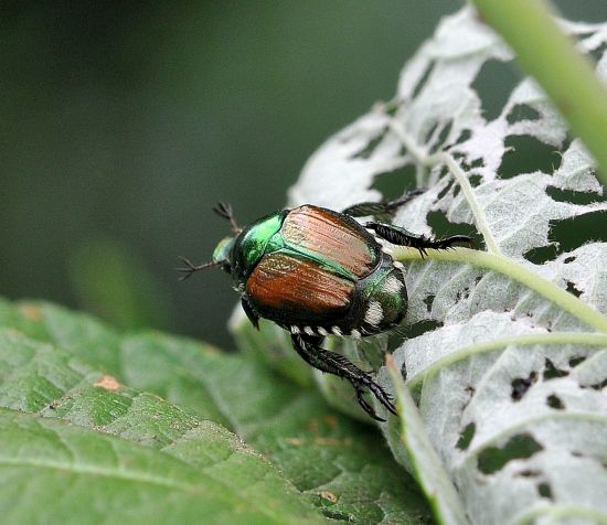 Popillia japonica, Rutelidae - nuovo alieno in Italia