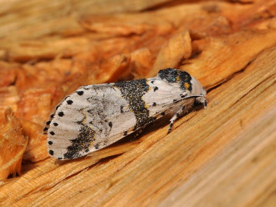 aiuto id urgente per  Furcula bicuspis (Notodontidae) in deposizione