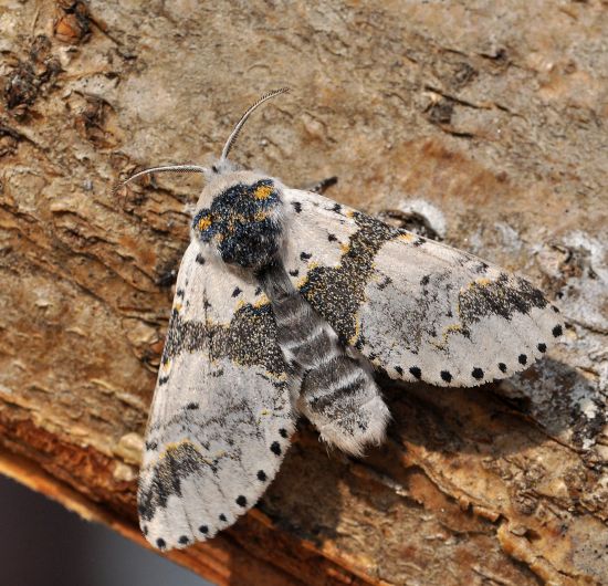 aiuto id urgente per  Furcula bicuspis (Notodontidae) in deposizione