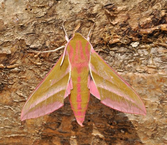 aiuto Deilephila elpenor (Sphingidae)