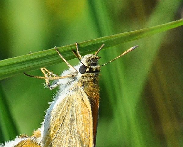 Hesperiidae:  Thymelicus sylvestris?... Thymelicus lineola !