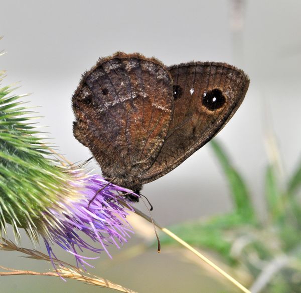 Satyrus ferula - Nymphalidae Satyrinae