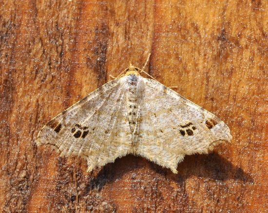 Macaria notata  geometridae