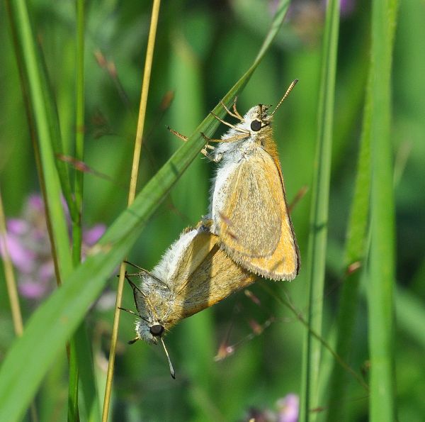 Hesperiidae:  Thymelicus sylvestris?... Thymelicus lineola !