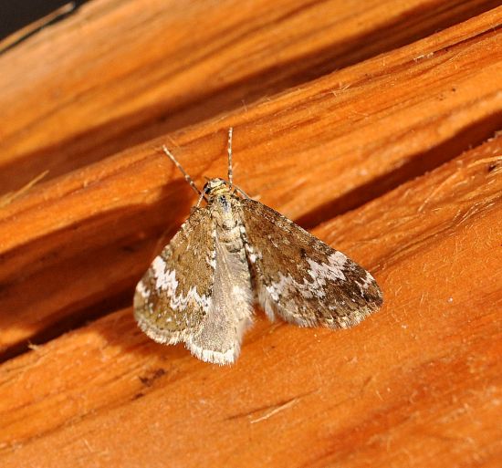 Perizoma alchemillata , geometridae?