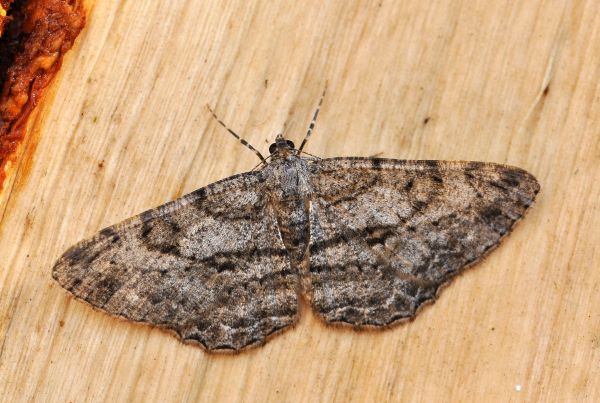 Geometridae: Peribatodes ? Peribatodes secundaria (cfr.)