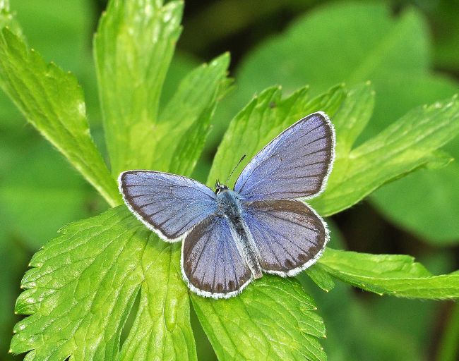 Plebejus argyrognomon?