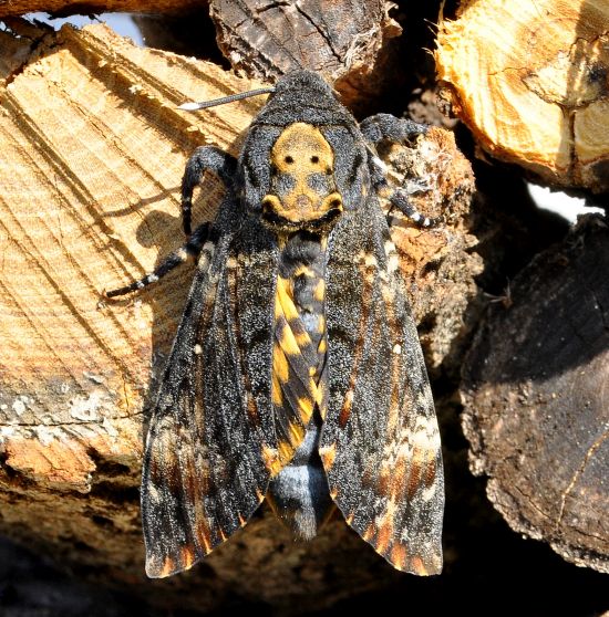 Acherontia atropos sphingidae