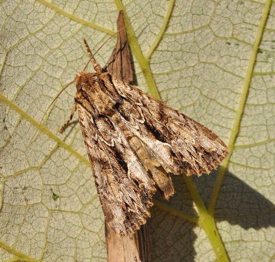 Apamea monoglypha - Noctuidae