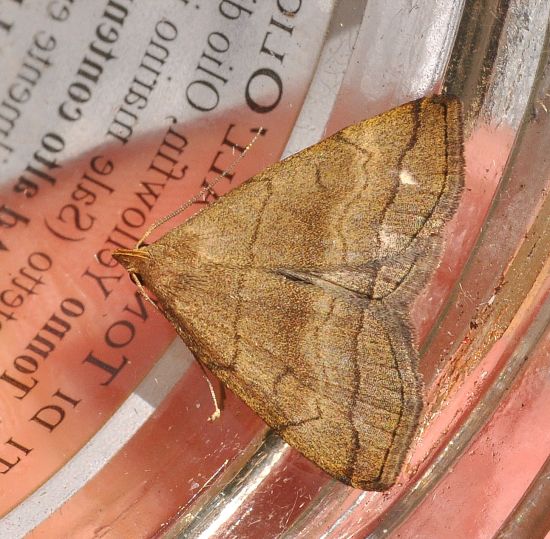 Herminia tarsipennalis?? Herminia tarsicrinalis - Erebidae