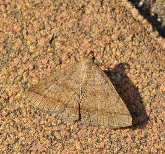 Zanclognatha lunalis ?? S