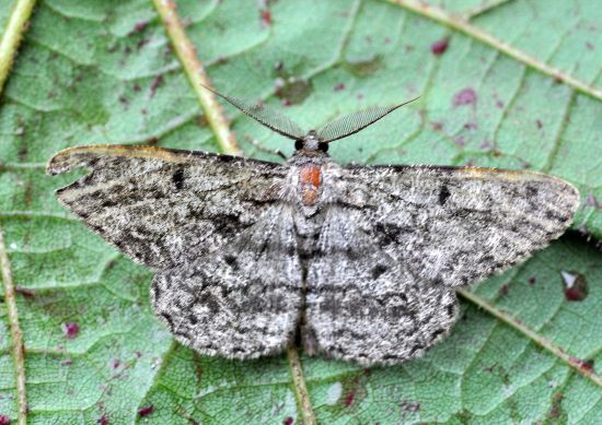 aiuto id. Hypomecis roboraria, Geometridae ?