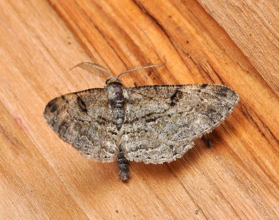 aiuto id. Hypomecis roboraria, Geometridae ?