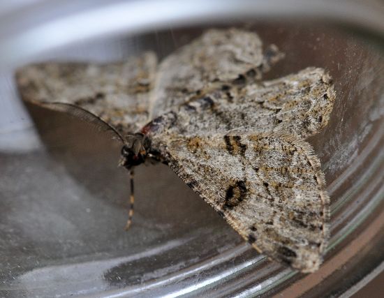 aiuto id. Hypomecis roboraria, Geometridae ?