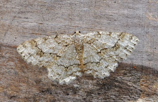 Ectropis crepuscularia, geometridae ?? S