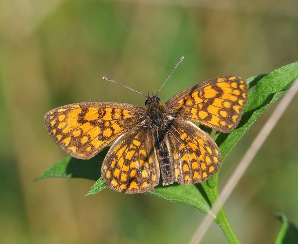 sono tutte Melitaea nevadensis?