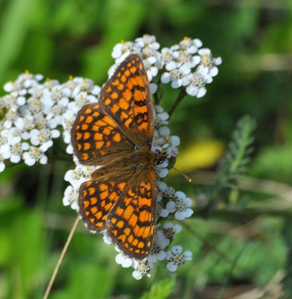 sono tutte Melitaea nevadensis?