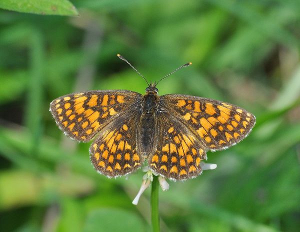 sono tutte Melitaea nevadensis?