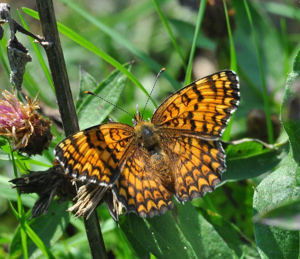 sono tutte Melitaea nevadensis?