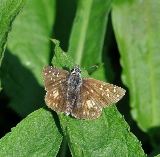 Pyrgus armoricanus ? S