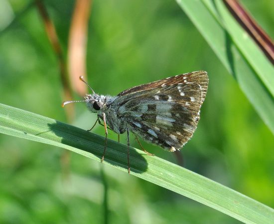 Pyrgus armoricanus ? S